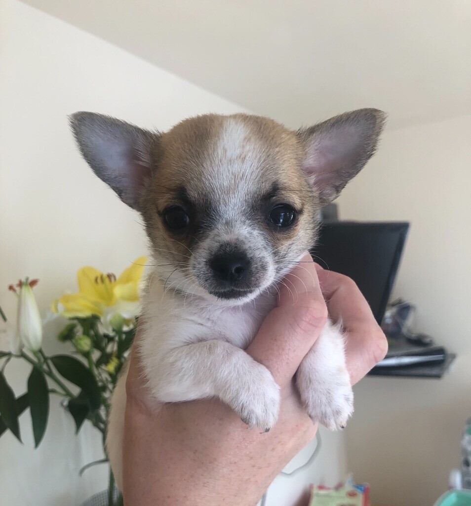 gumtree teacup chihuahua